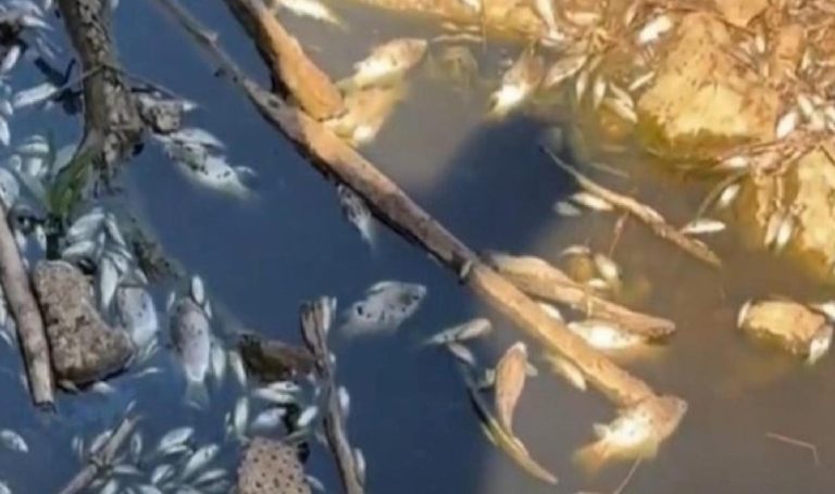 Gediz Irmağı’nda huzursuz eden balık vefatları