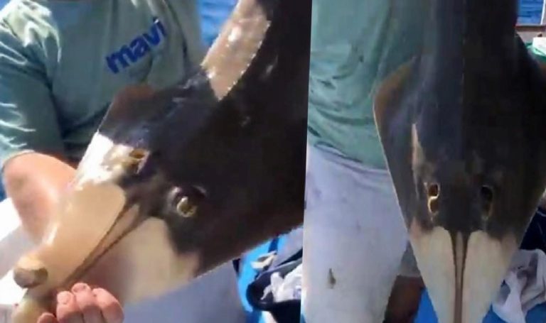 ‘İnsan yüzlü’ balık oltaya takıldı