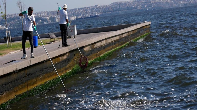 İzmir Körfezi’nde kirlilik ve oksijen eksikliğinin midyeleri bile öldürdüğü ortaya çıktı