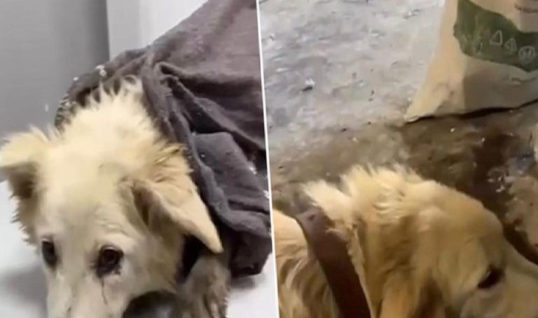 Köpeği döverek öldüren sanığa 5 ay mahpus cezası