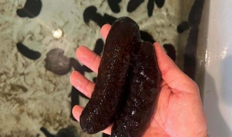 Uzmanından açıklama: ‘Deniz patlıcanı körfezdeki kirliliği azaltacak en tesirli canlı’