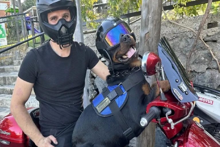 Yollar onlardan soruluyor! Şehir şehir geziyorlar, görenler hayrete düşüyor