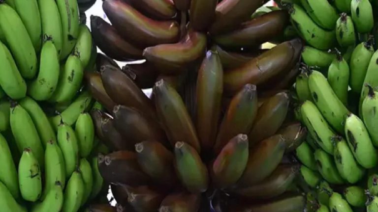 Alanya’da muz üretimi çeşitleniyor: 2 tür daha eklendi