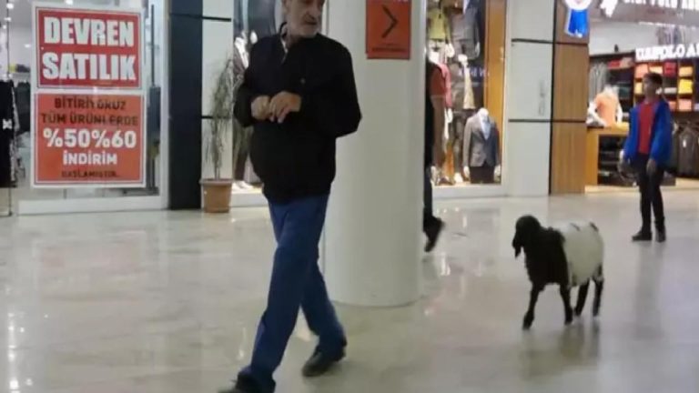 Annesi ölen kuzuyu elleriyle besledi: ‘Peşimden ayrılmıyor’