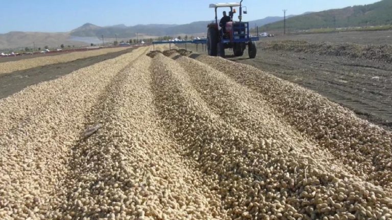 Antep’te yer fıstığı hasadı başladı