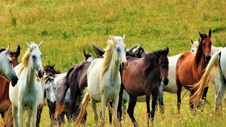 At sevgisi sebebiyle eşinden boşandı: ‘Kocamdan daha çok seviyordum’