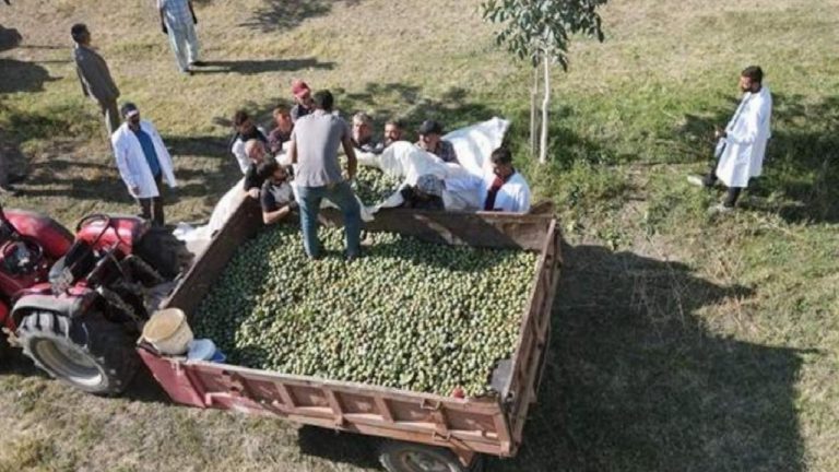 Erzincan’da çorak arazileri diktiği 35 bin fidanla yeşertti