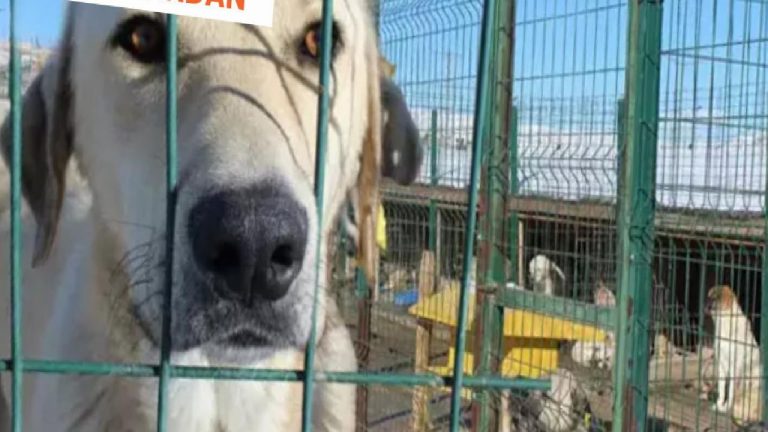 ‘Katliam Yasası’nın 2 ayı: Şiddet normalleşti, suç cezasız kaldı