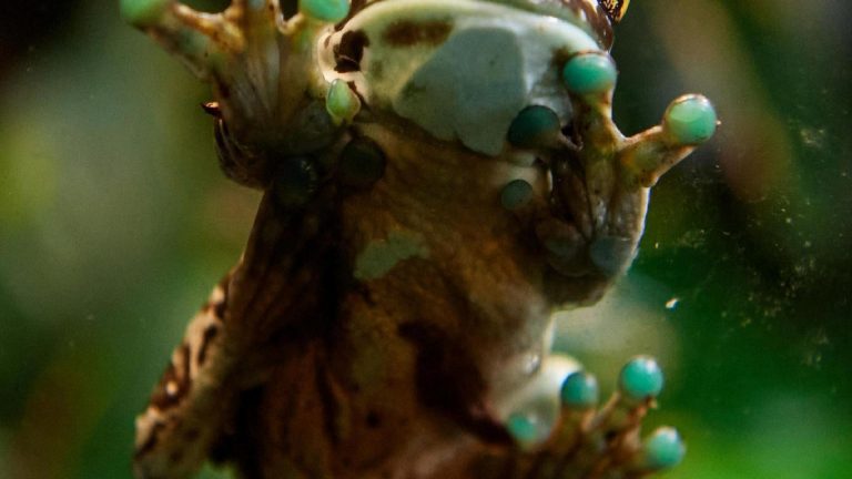 Madagaskar’da 7 yeni kurbağa türü keşfedildi: Çıkardıkları sesten dolayı ‘Yıldız Gemisi Kaptanlarının’ isimleri verildi