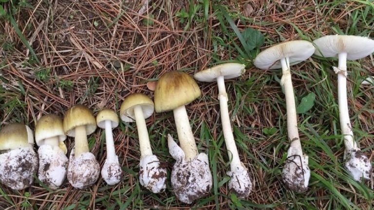 Mantar deyip geçmeyin: Bilmediğiniz mantarı tüketirseniz organlarınızı hatta hayatını kaybedebilirsiniz