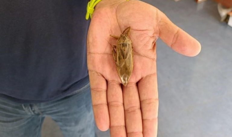 Tatlı sularda rastlanan ‘parmak kopartan böcek’, birinci sefer deniz kıyısında görüldü