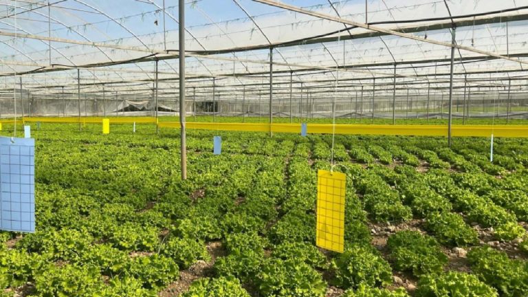 Yaprağı yenen sebzeler için sarı yapışkanlı tuzak