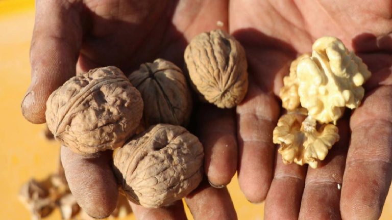 Denizli 7 yıl önce başlayan ceviz üretiminde zirveye oynuyor