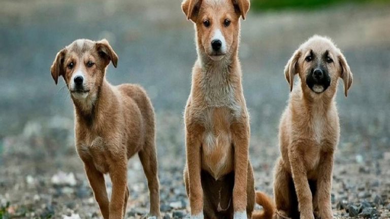 Sanatçı ve aktivistlerden AYM’ye mektup: Türkiye hayvan hakları bakımından kritik eşikte