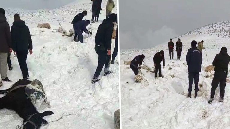 Tipiye yakalanan 350 koyun ile 2 eşek donarak öldü