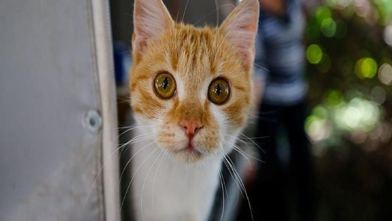 60 yıllık sır çözüldü: Turuncu kedilerin DNA’sındaki 13 kat fark sebep oluyor