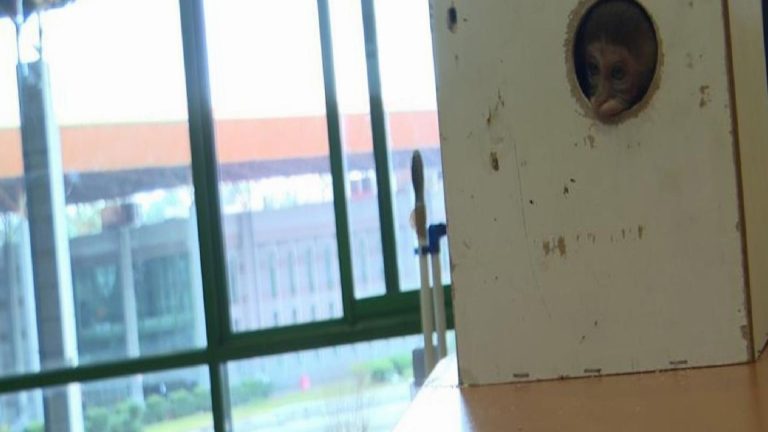 Ankara’dan Antalya’ya gönderilen koliden ‘maymun’ çıktı