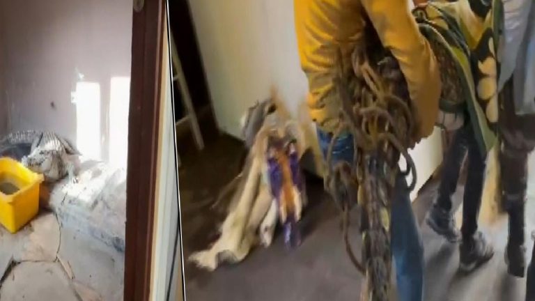 ‘Çerkes Cengiz’in Beykoz’daki villasına operasyon: Nil Timsahı, anakonda, kaya kartalı…