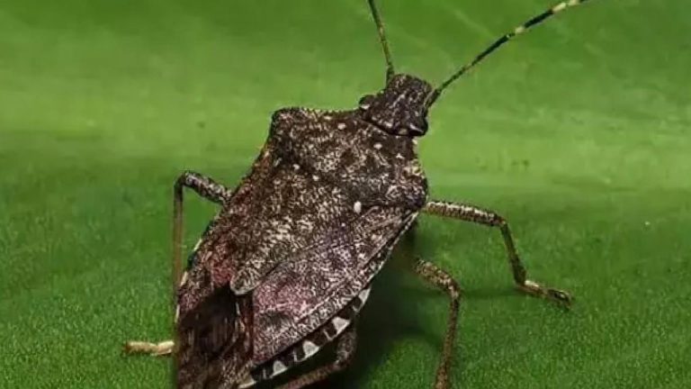 Samsun Valisi Tavlı’dan “Kahverengi kokarcayı imha edeceğiz” açıklaması