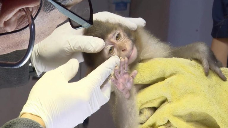Antalya’da koliden çıkan maymun yavrusu Fıstık, yaşam parkının maskotu oldu