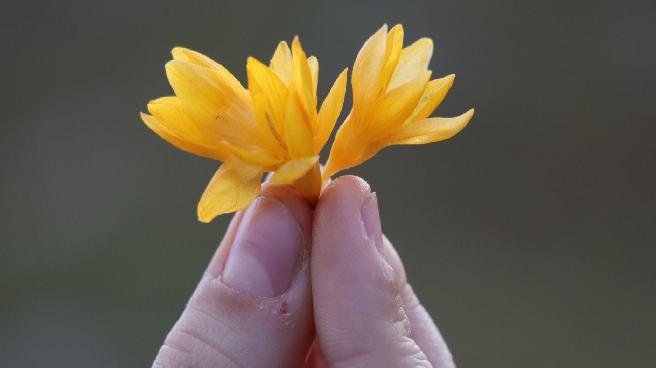 Baharın müjdesi olan ikinci cemre bugün düşüyor