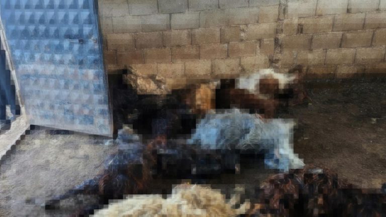 Kurtlar ahıra saldırdı: 40 koyun öldü