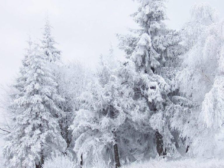 Soğuk ve Karlı Havalar Bağışıklığı Zorluyor!