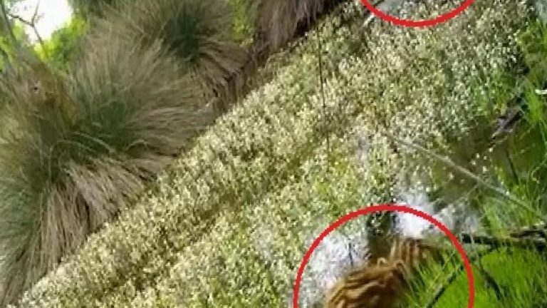 Yaban domuzu yavruları ormanda su içerken fotokapanla görüntülendi