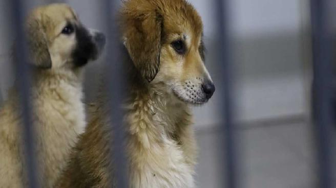 Ankara’da yeni kararlar: Apartmanda yaşayanlar 1 kedi ve 1 köpek sahiplenebilecek