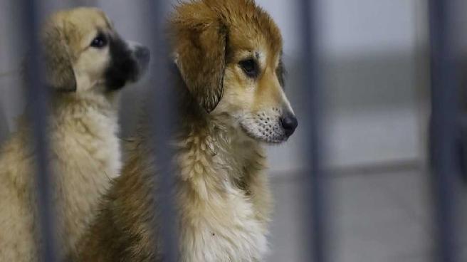 Ankara’da yeni kararlar: Sahipsiz hayvanlar toplanacak, apartmanda yaşayanlar 1 kedi ve 1 köpek sahiplenebilecek