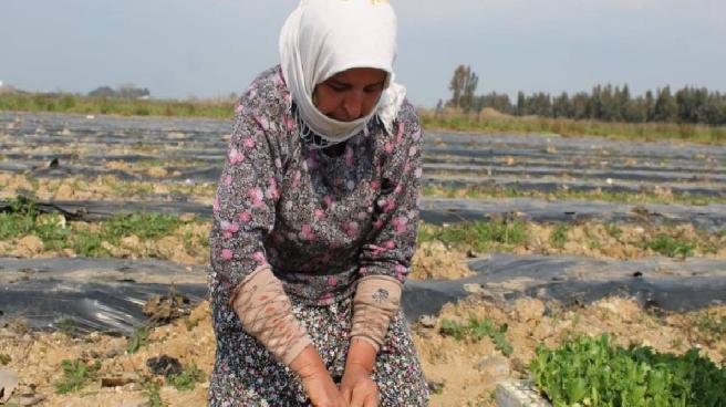 Aydın’da yaz marulu üretimi başladı
