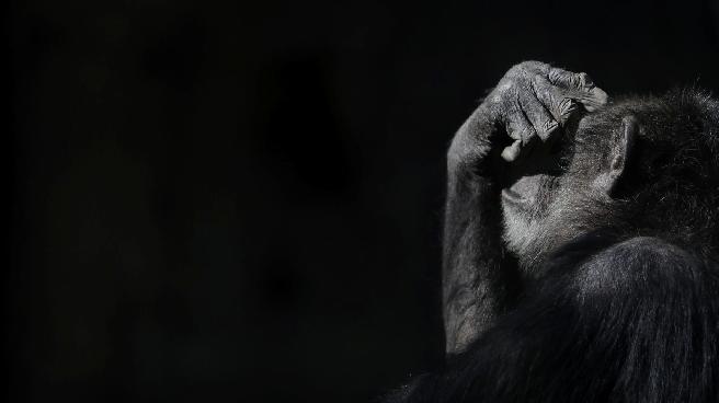 Araştırmalar ortaya koydu: ‘Şempanzeler de birbirlerini kucaklayarak, elini tutarak ve dokunarak teselli ediyor’