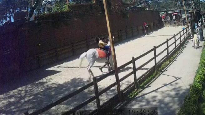 İstanbul’da hayvanat bahçesinde sarsıntı anları