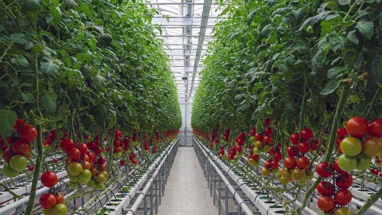 TOPRAKSIZ TARIMIN DOĞAYA ETKİLERİ, YARARLARI VE ZARARLARI