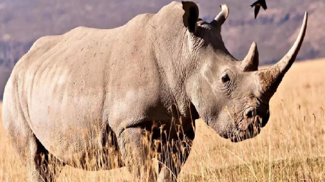 24 Milyon Yıllık Gergedan Fosilinden Antik Proteinler Çıkarıldı