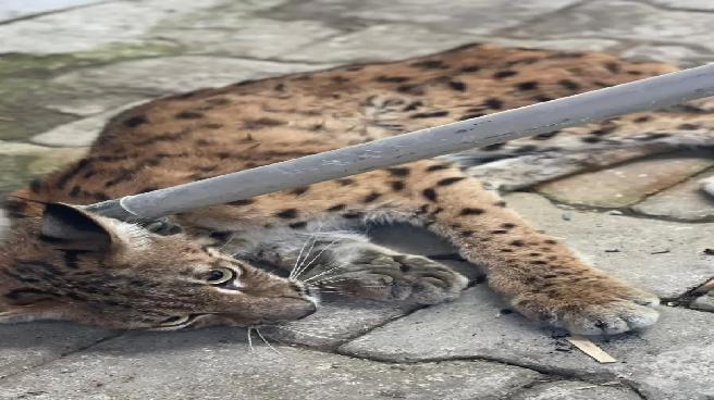 Çorum’da Tavuk Kümesine Giren Vaşak Yakalandı