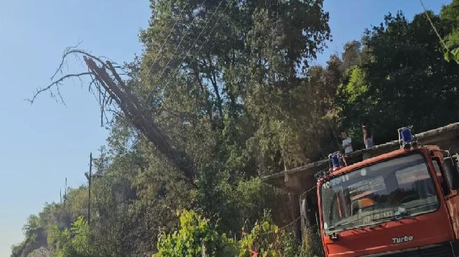Kuru Ağaç Elektrik Tellerine Devrildi, Ormanda Yangın Çıktı