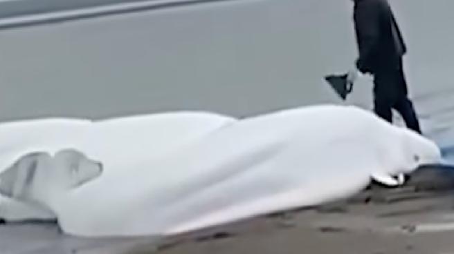 Sarsıntı sonrası çok sayıda balina Japonya kıyılarına vurdu