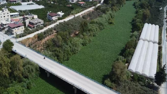 Asi Nehri Su Sümbülleriyle Kaplandı, Balık Ölümleri Yaşandı