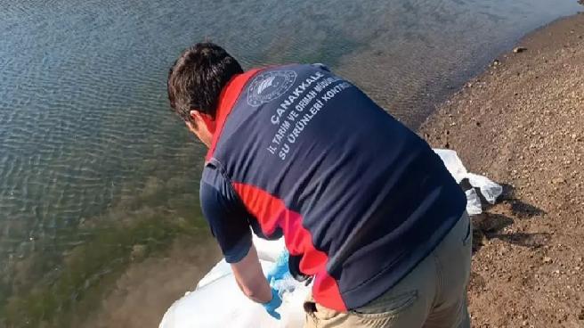 Çanakkale’de 2 Milyon Yavru Sazan Barajlara Bırakıldı