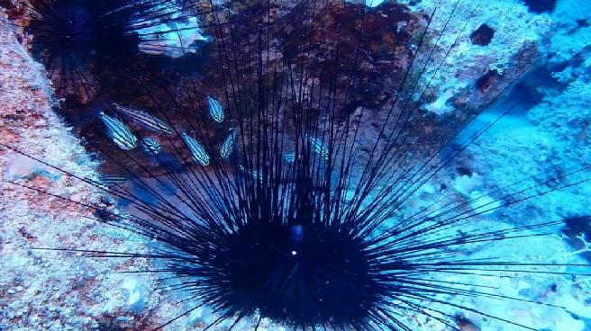 Ege Denizi’nde yeni tehlike; istilacı tür uzun dikenli deniz kestanesi