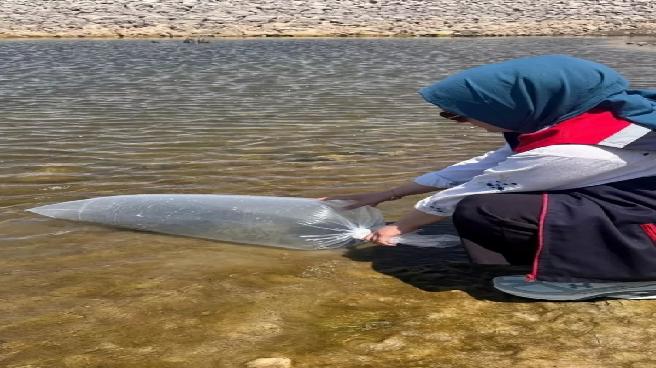 Ladik Gölü ve Göletlere 100 Bin Sazan Balığı Salındı