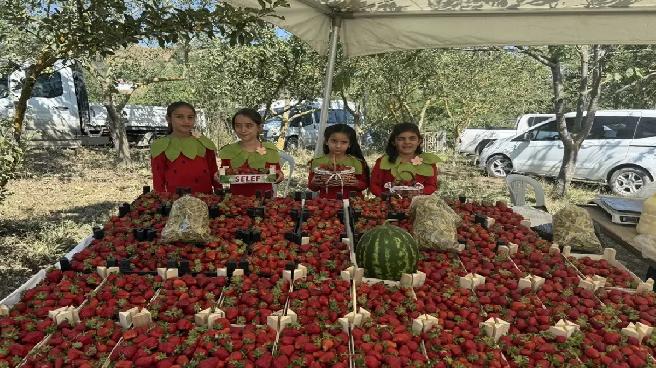 Samsun Alaçam’da Çilek Festivali Düzenlendi