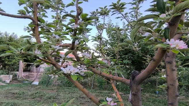 Yeşilhisar’da Ağustos Ayında Elma Ağaçı Çiçek Açtı