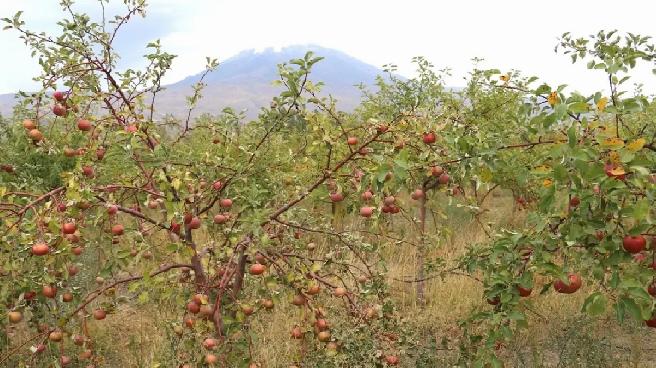 Ağrı Dağı Eteklerinde Elma Hasadı Başladı