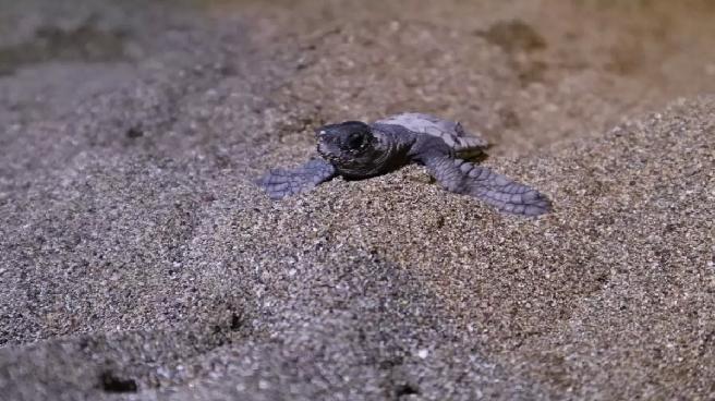 Ampute Deniz Kaplumbağasının Yavruları Denize Kavuştu