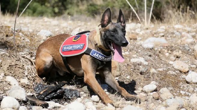 Antalya’da Yangın Tespit Köpeği ‘Hane’ Orman Yangınlarına Karşı Görevde