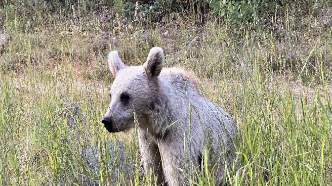 Bolu’da ayı avı kararı: Yaralama ve ölüme sebep olanlar ihtiyaç halinde avlanabilecek