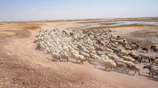 Diyarbakır’daki Devegeçidi Baraj Gölü’nde Kuraklık Tehdidi
