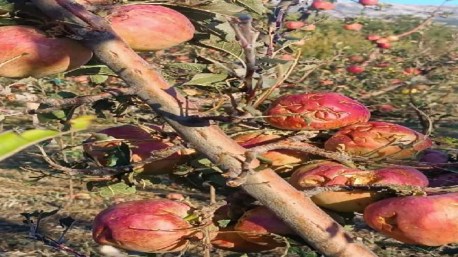 Isparta’da Dolu Yağışı Elma Bahçelerine Zarar Verdi